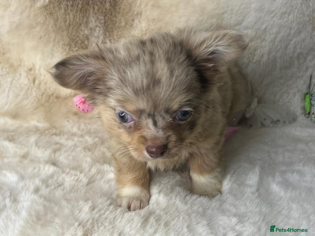 Chihuahua dogs for sale: Chihuahua long coat. Marble  - Image 16