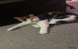 Mixed Breed cats for sale: 2 year old calico female  - Image 3