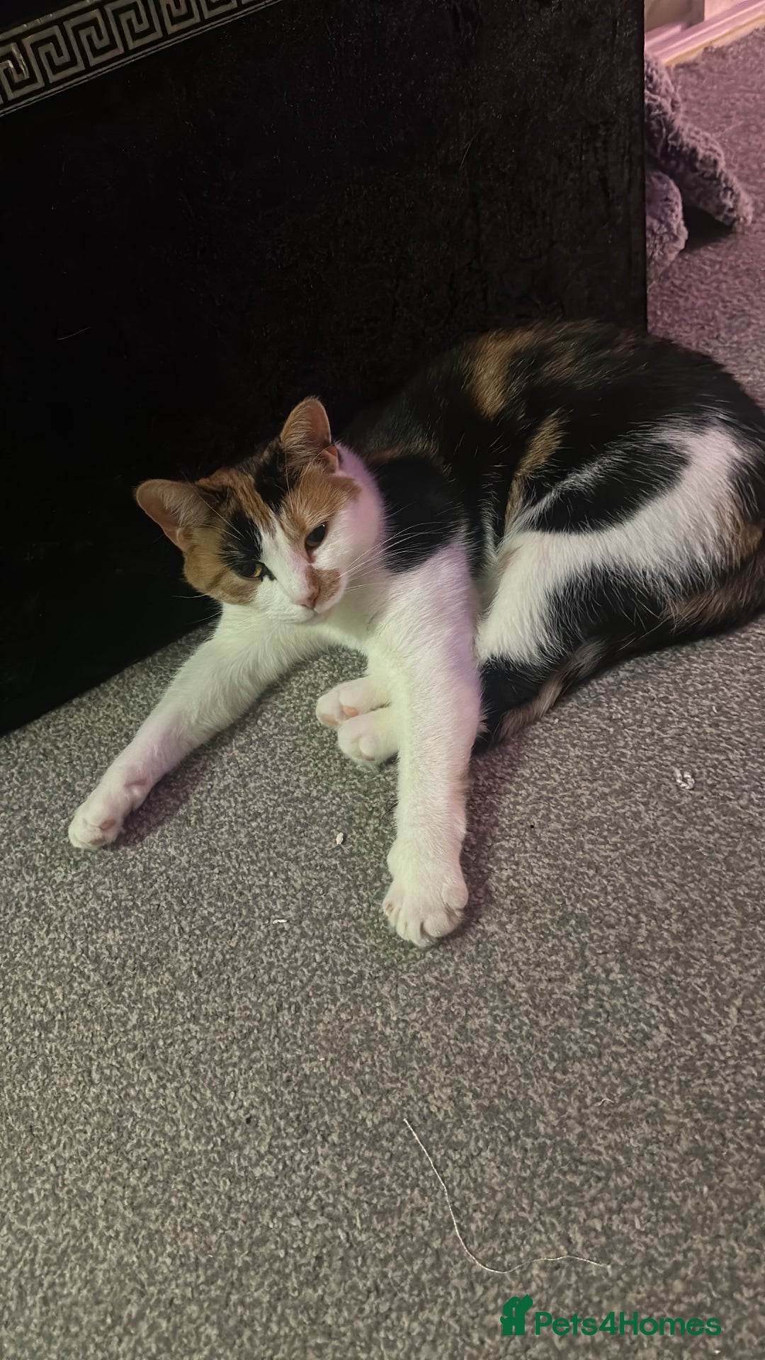 Mixed Breed cats for sale: 2 year old calico female  - Image 3