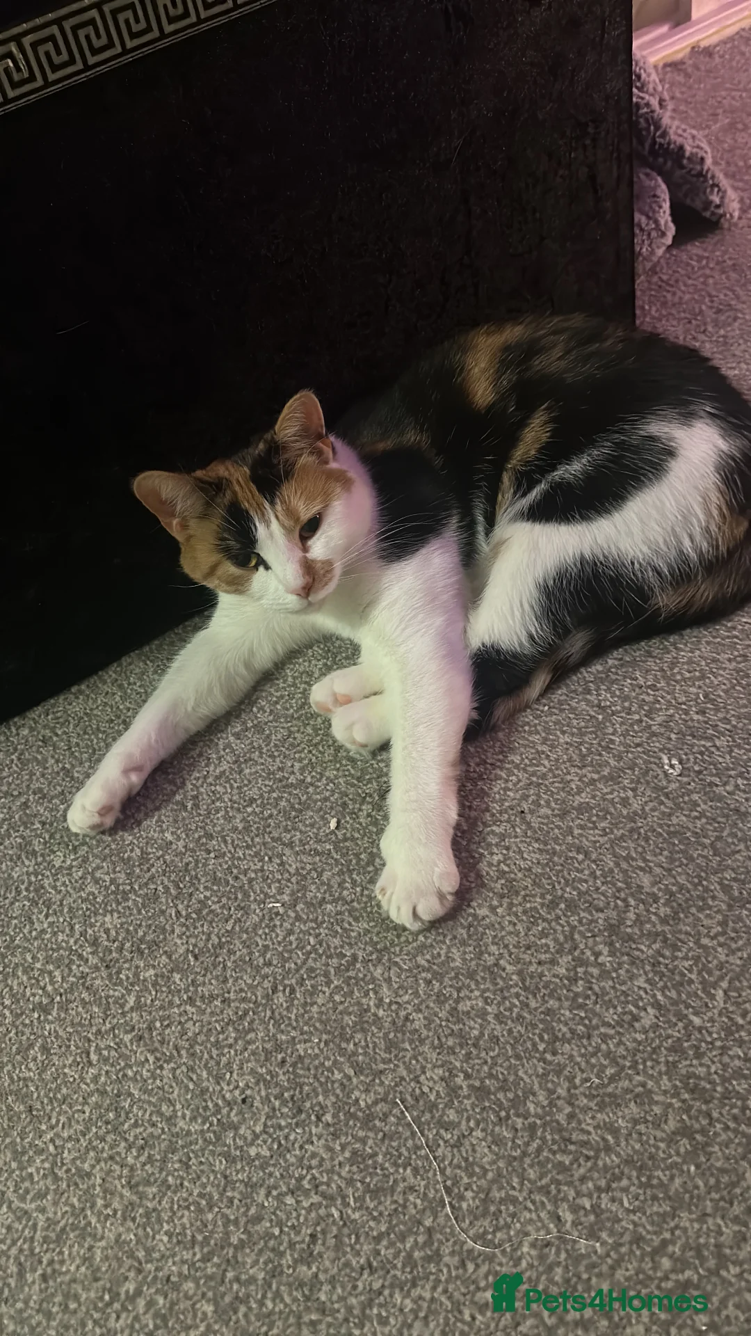 Mixed Breed cats for sale: 2 year old calico female  - Advert 3