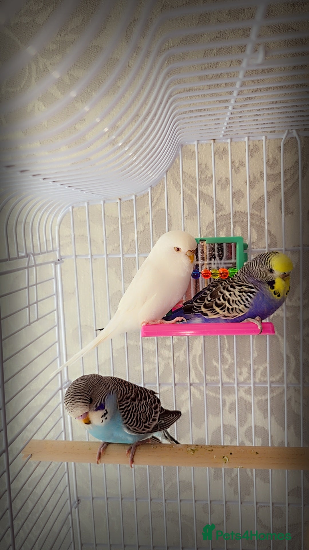 Budgerigars birds 1 male 2 female budgies  - Advert 1