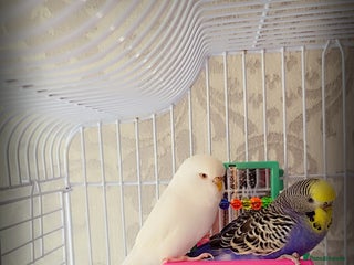 Budgerigars birds 1 male 2 female budgies - Advert 2