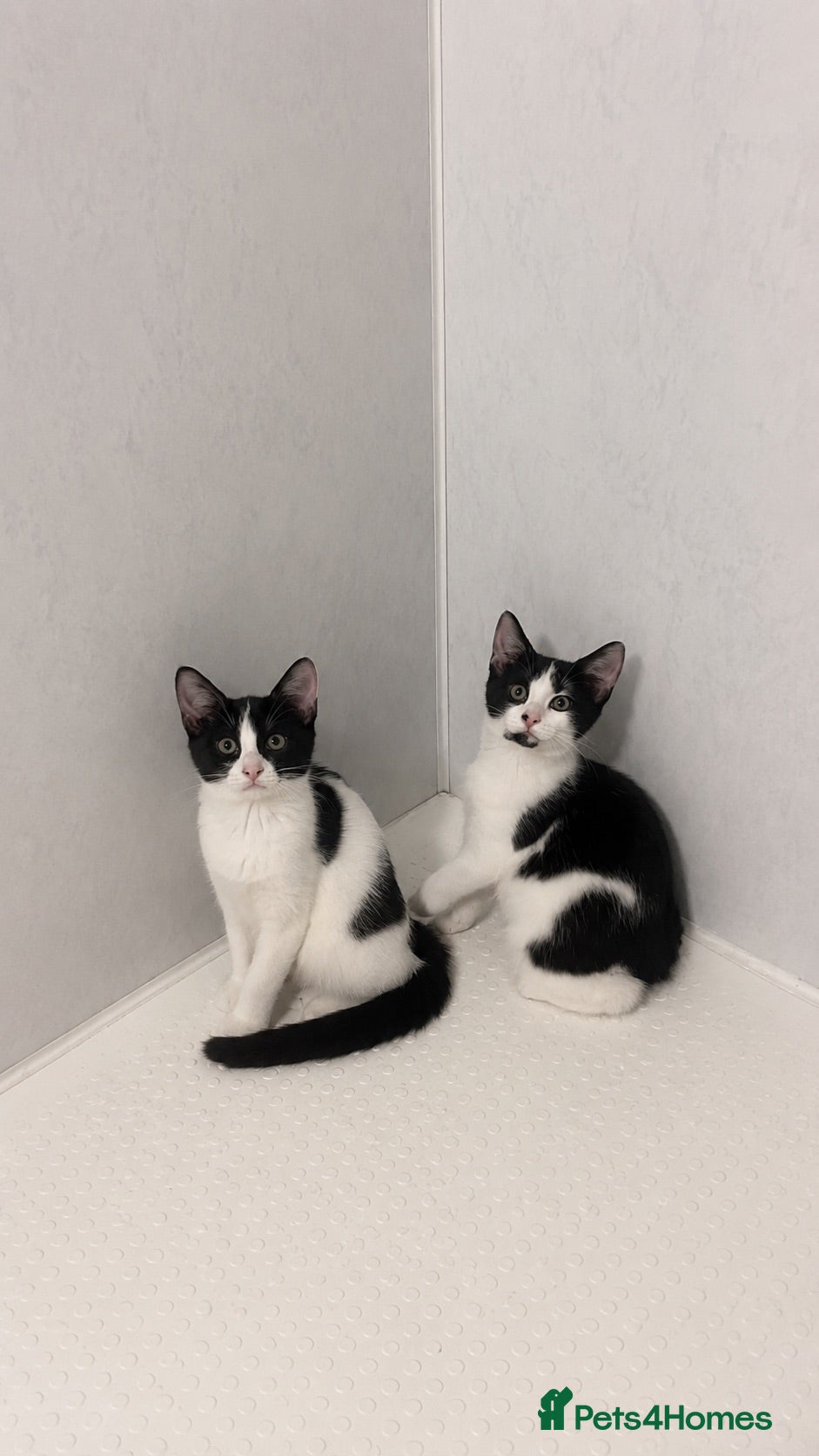 Mixed Breed cats beautiful black and white kitten for sale 🩶 - Advert 16