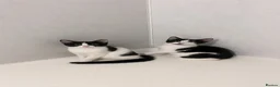 Mixed Breed cats for sale: beautiful black and white kitten for sale 🩶 - Advert 1