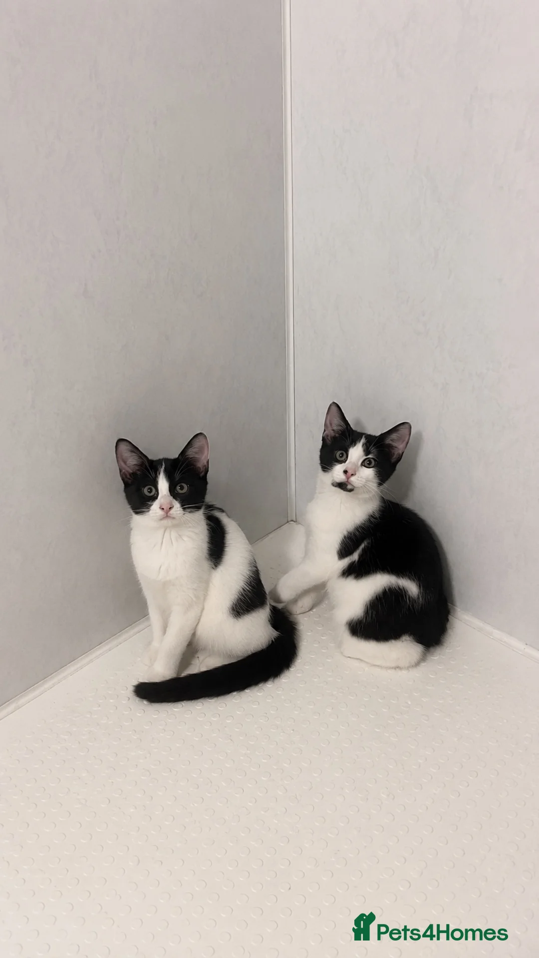 Mixed Breed cats for sale: beautiful black and white kitten for sale 🩶 - Advert 1