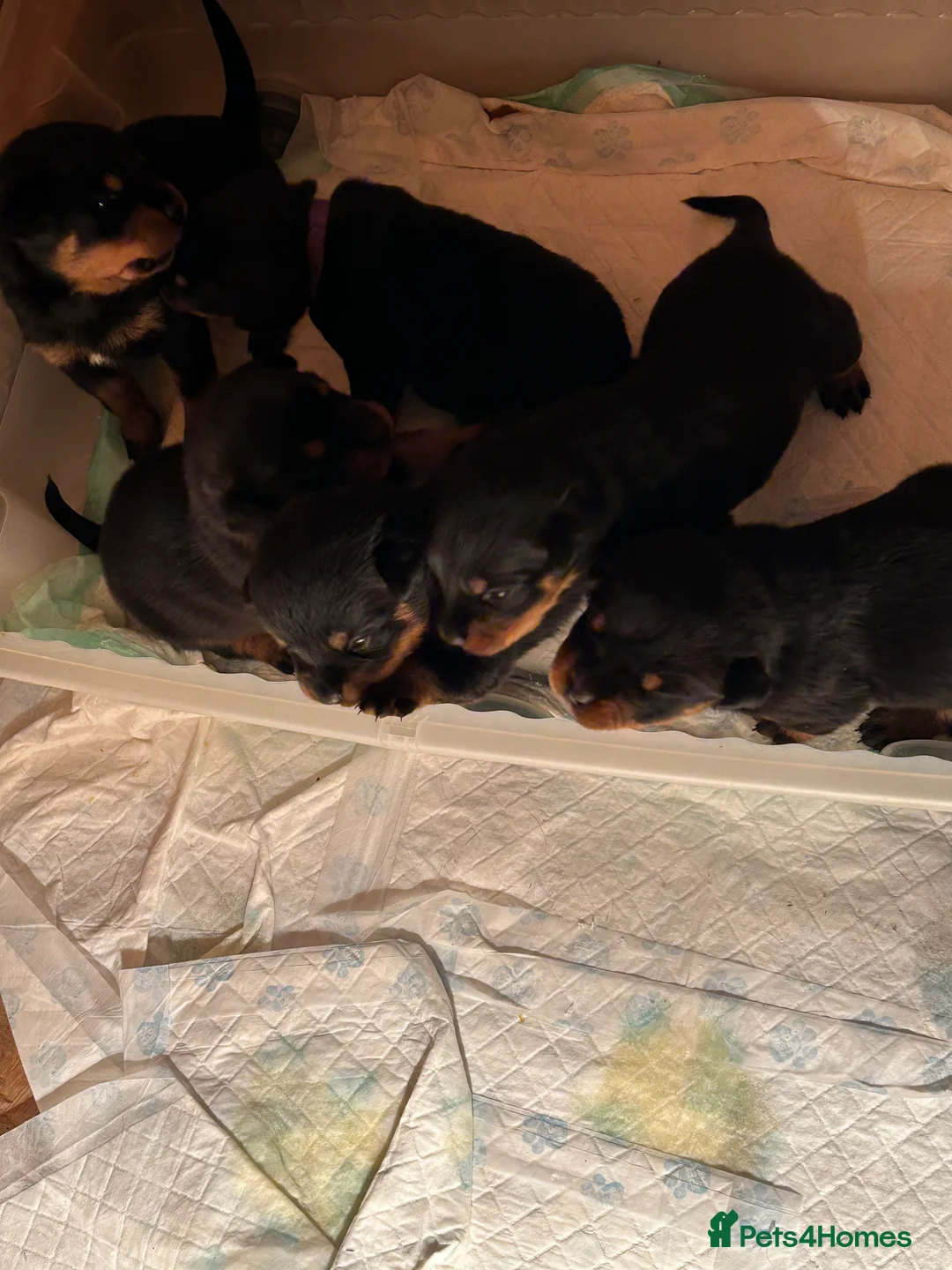 Rottweiler dogs for sale: Champion  bloodline Rottwiler Puppies  - Advert 29