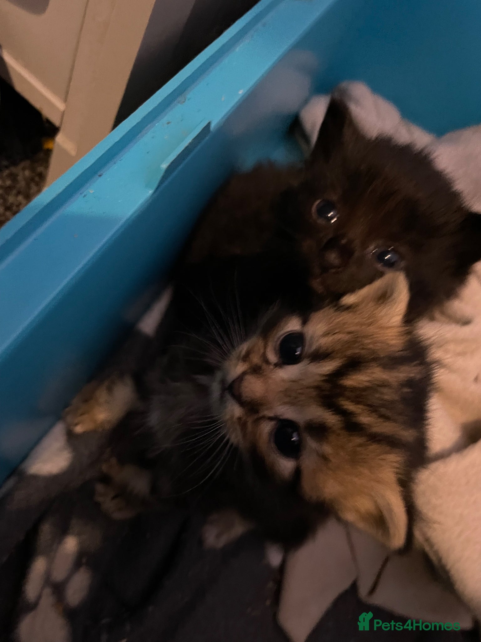 Mixed Breed cats 1 girl 2 boys message if interested  - Advert 16