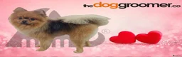 Pomeranian dogs for stud: Male Pomeranian up for stud in Stafford - Advert 5
