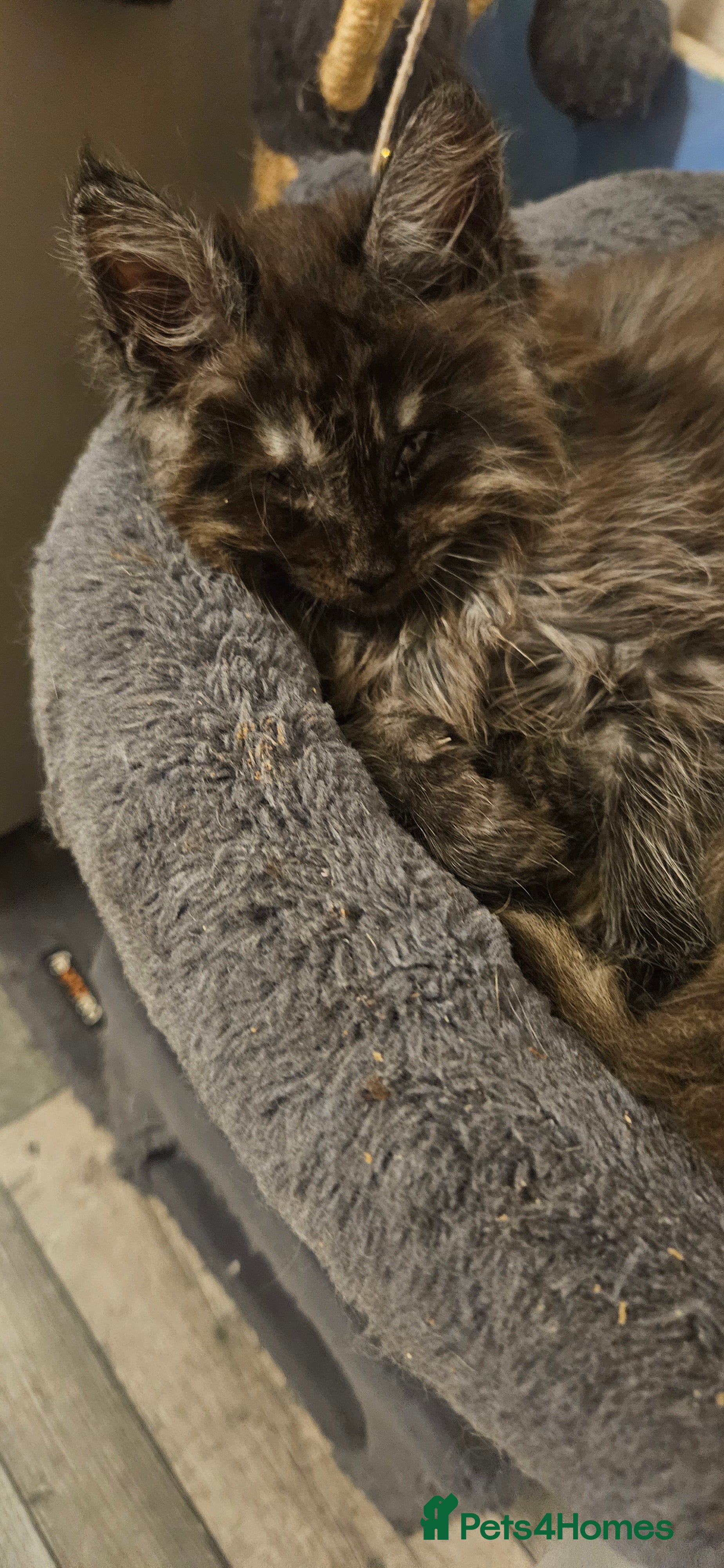 Maine Coon cats Beautiful outstanding tica registered maine coons  - Advert 15