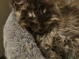 Maine Coon cats Beautiful outstanding tica registered maine coons - Advert 15