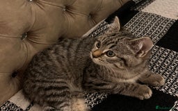 Mixed Breed cats for sale: Female mixed tabby  - Image 10
