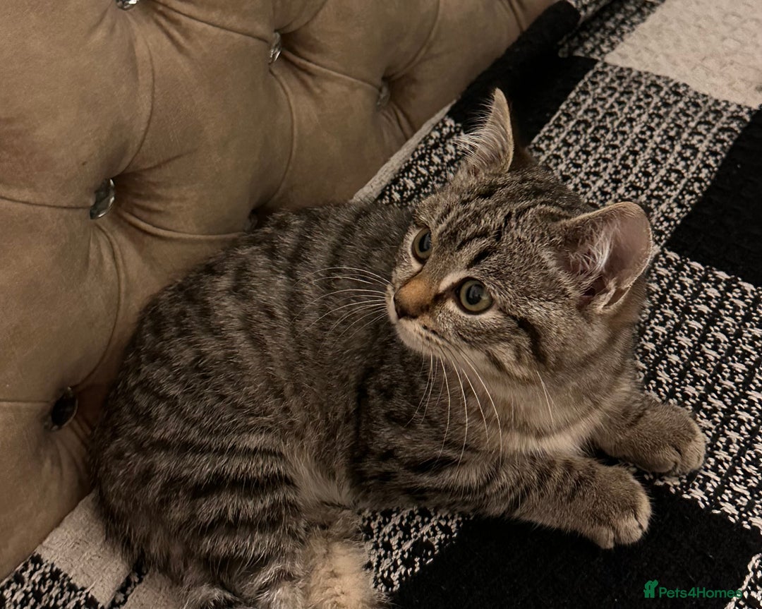 Mixed Breed cats for sale: Female mixed tabby  - Image 10