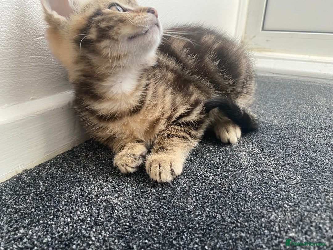 Mixed Breed cats for sale: Cute fluffy kitten ready for new home - Advert 7