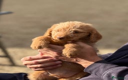 Labradoodle dogs for sale: F1b 3rd generation Labradoodles  - Image 8