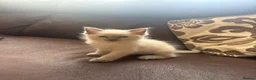 Ragdoll cats for sale: Beautiful blue point radgdoll kittens  - Advert 6