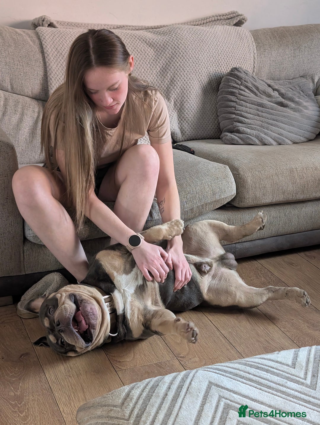 American Bully dogs for sale: Pocket bully  - Image 7
