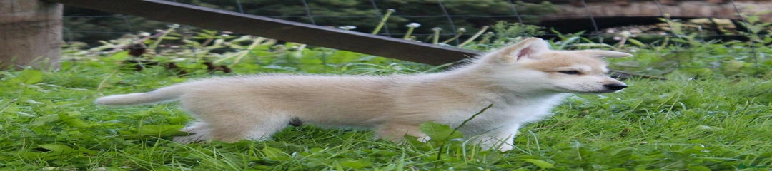 Utonagan Puppy 2