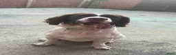 English Springer Spaniel dogs for sale: Male English springer for sale in Seaham - Advert 4