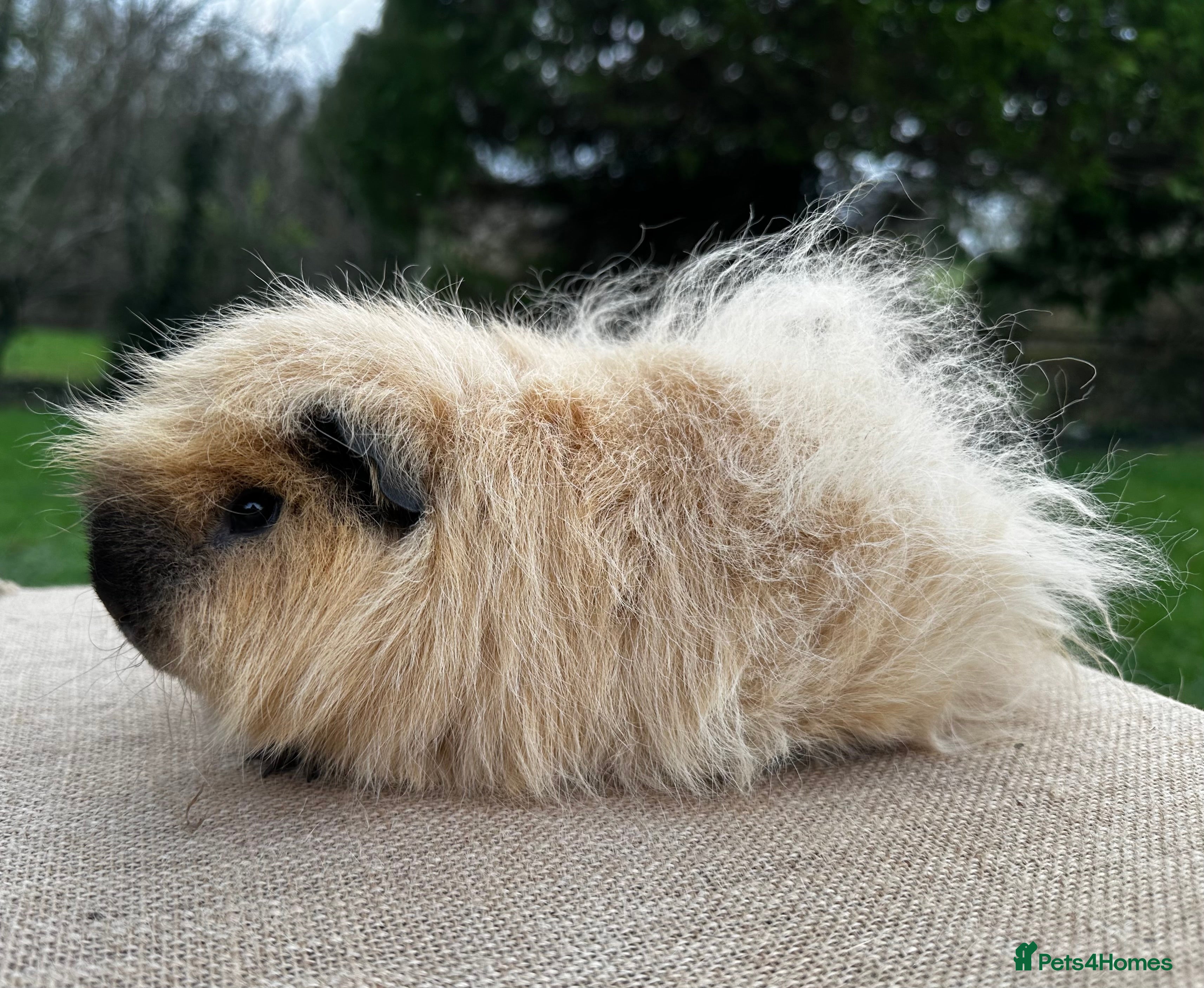 Guinea Pig rodents Swiss Boar (boy)  - Advert 1