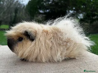 Guinea Pig rodents Swiss Boar (boy) - Advert 1