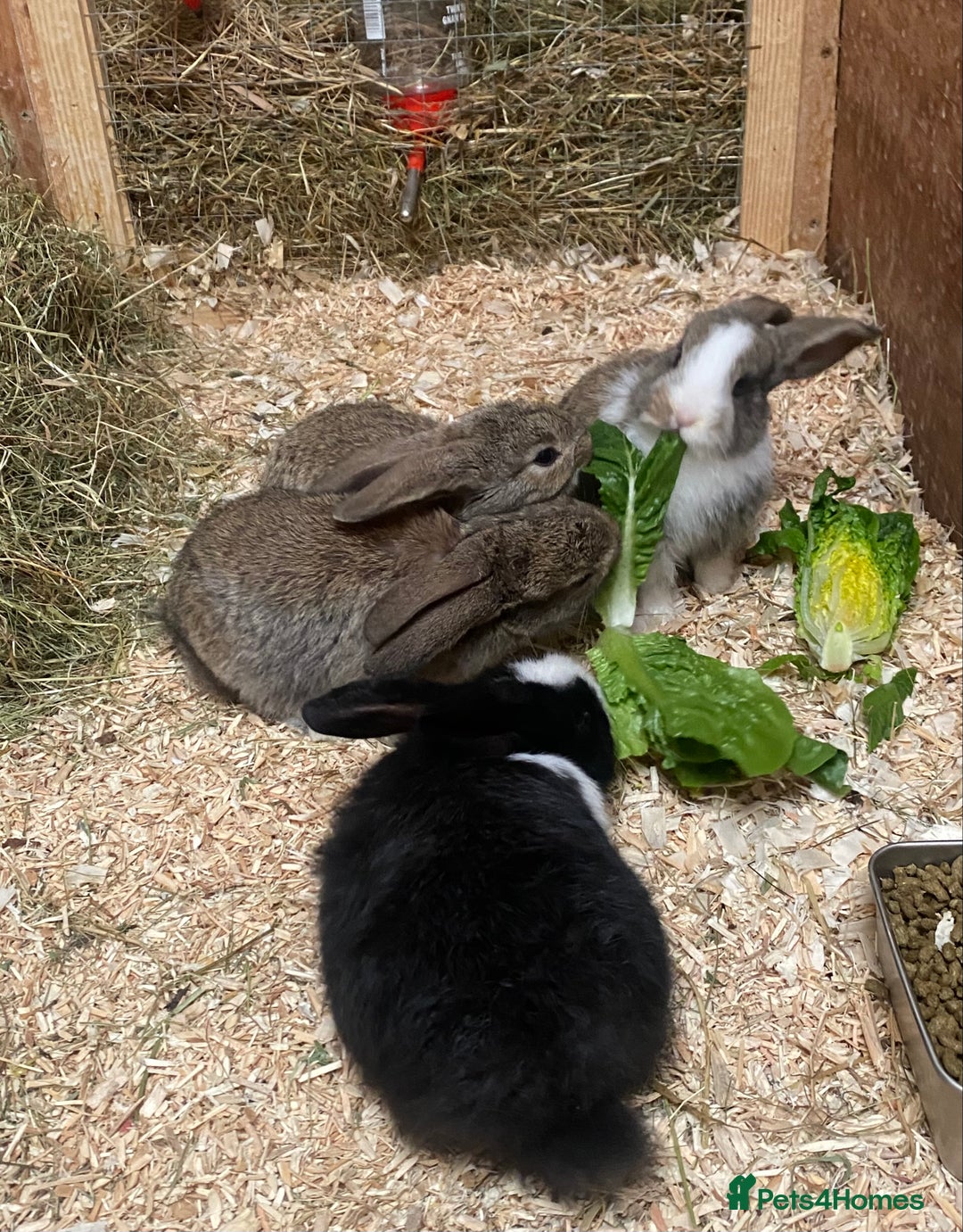 Dutch rabbits for sale: Bunnies for sale - Image 6