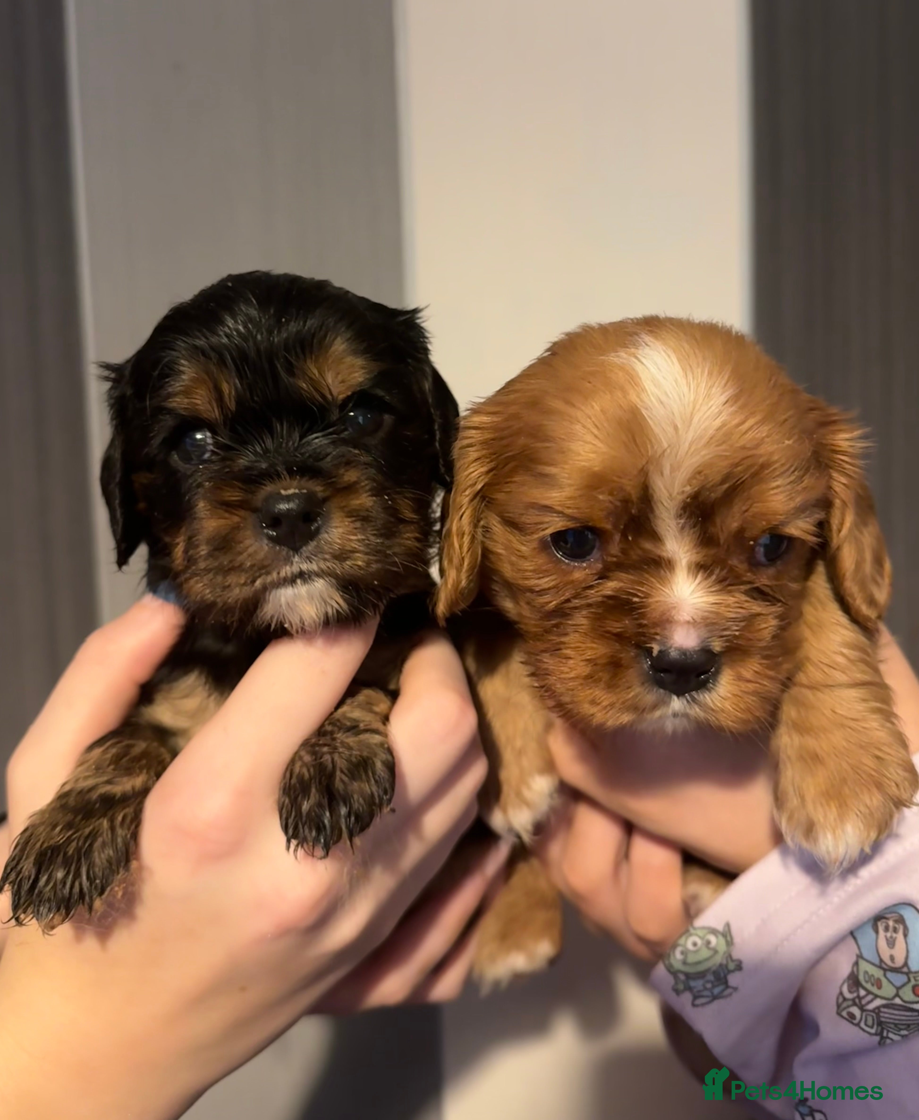 Cavalier King Charles Spaniel dogs Stunning KC reg Cavalier King Charles spaniels - Advert 5