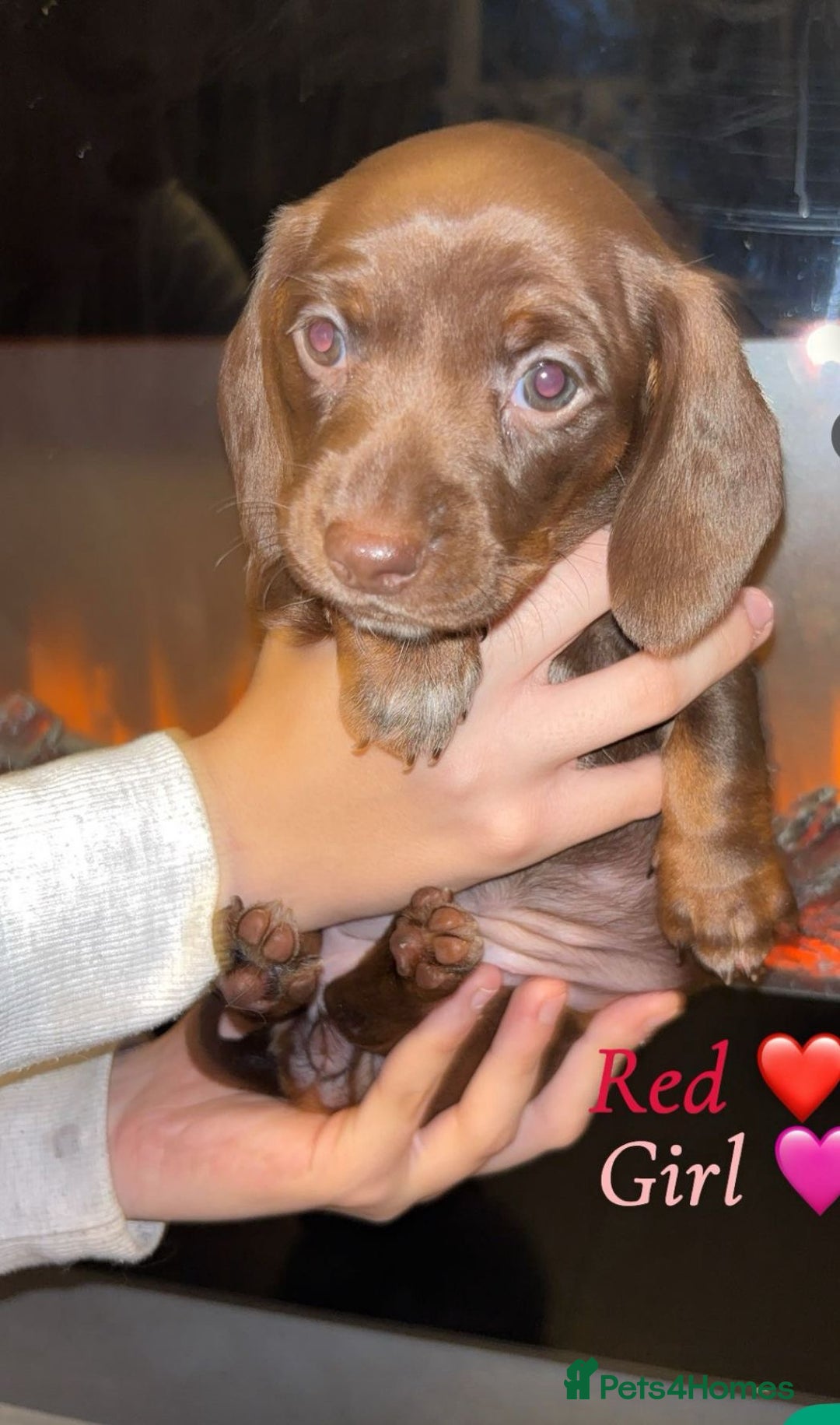 Dachshund dogs for sale: Beautiful miniature dachshund puppies - Image 4