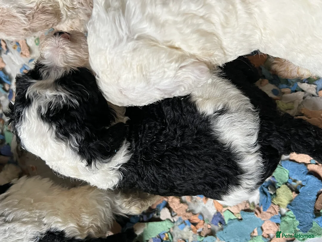 Bordoodle dogs for sale: F1b Bordoodle, DNA testing,full refund guarantee  - Advert 8