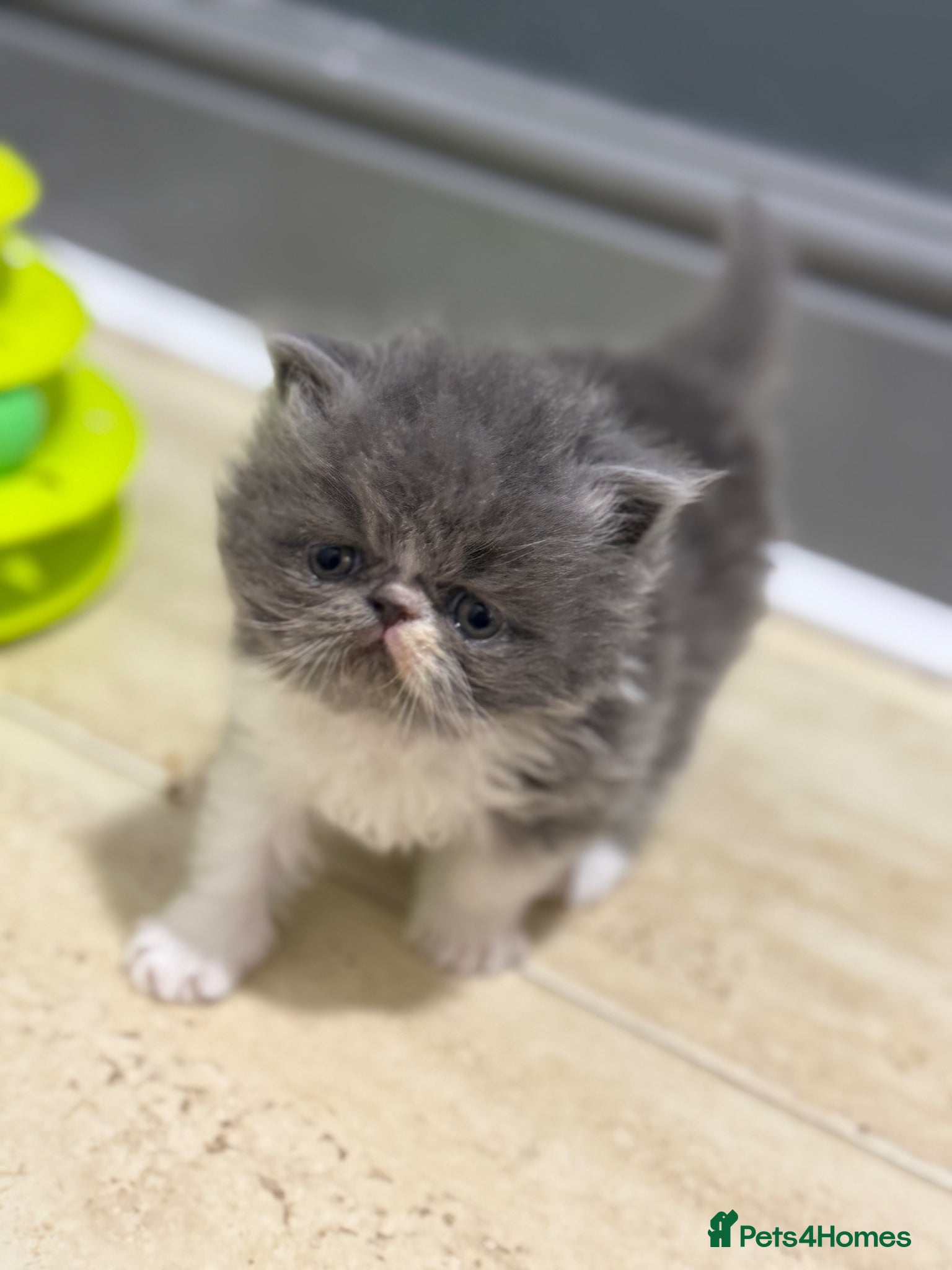 Persian cats GCCF registered Persian boy 💙 - Advert 5