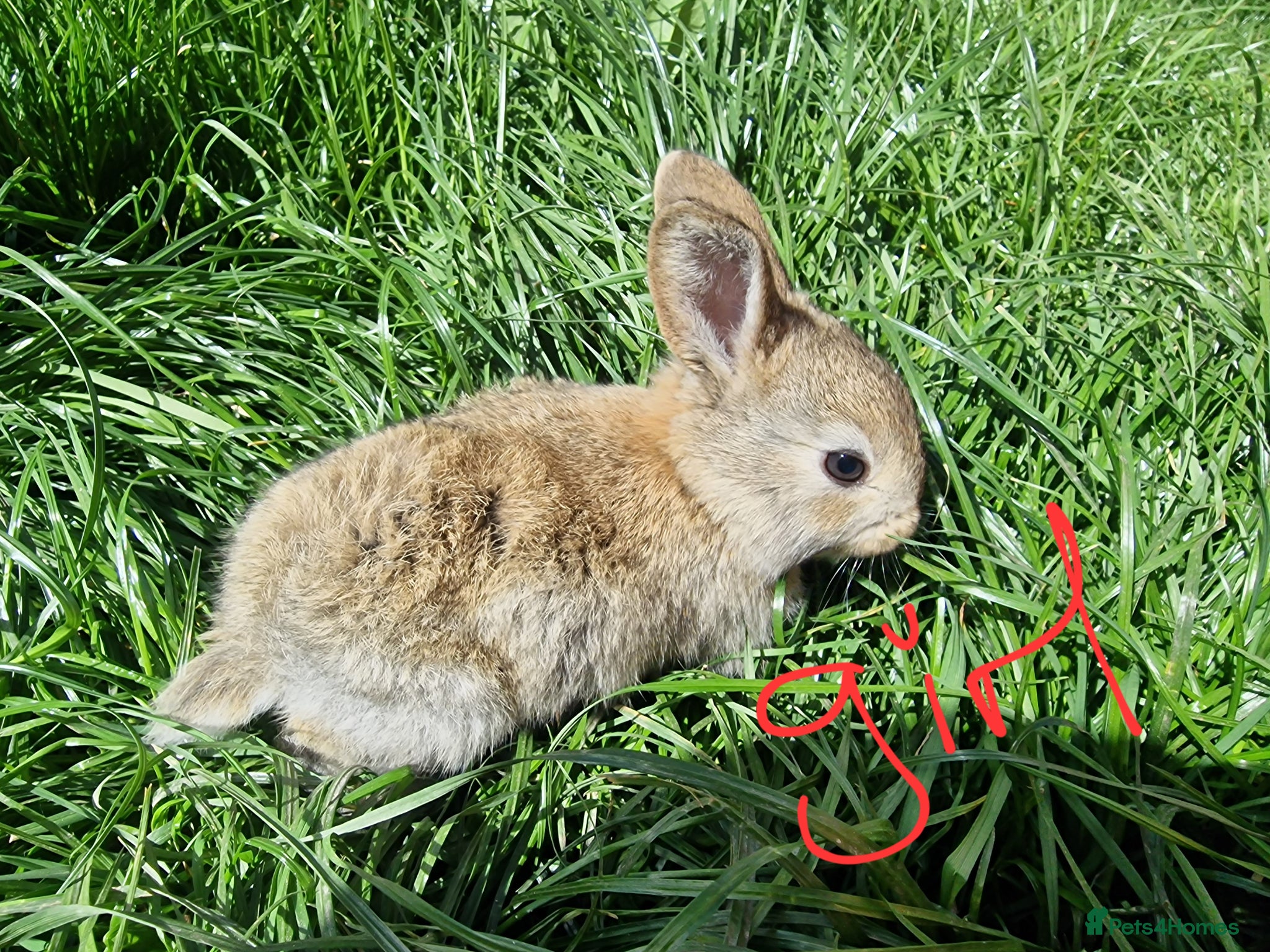 Mini Lop rabbits Mini lops  - Advert 1