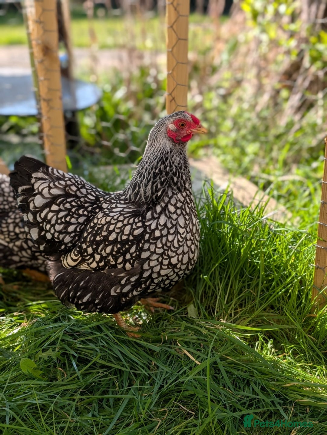 Mixed Breed livestock for sale: pekin bantam, silver L.Wyandotte chicks/growers  - Image 2