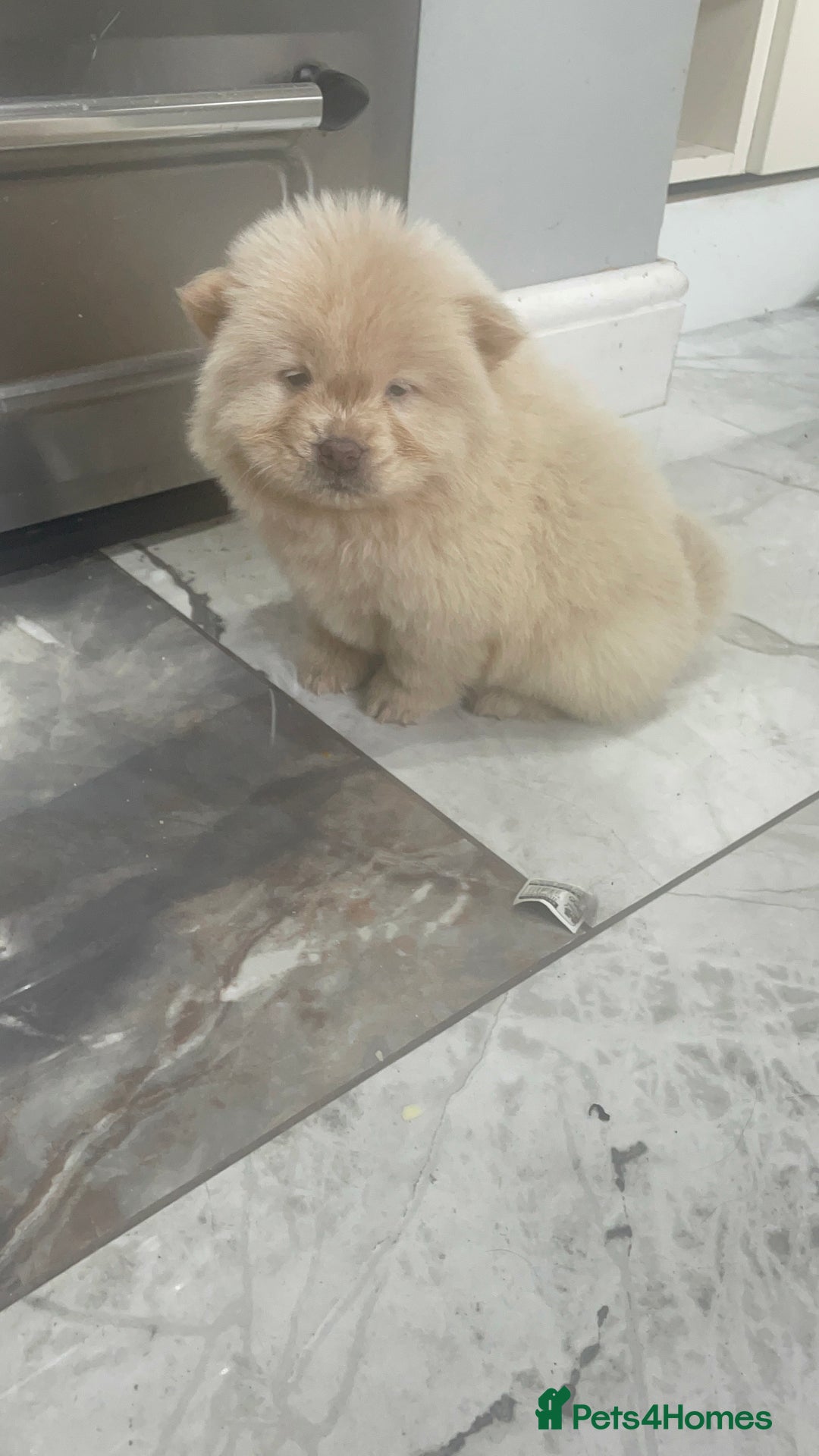 Chow Chow dogs for sale: Chow chow pups - Image 18