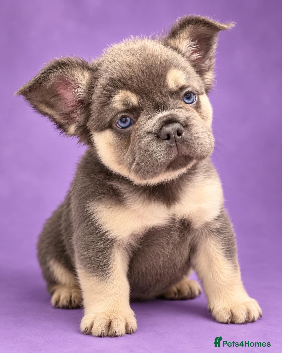French Bulldog dogs Visual Full Fluffy Frenchie girls  - Advert 2