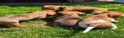 Dachshund dogs for sale: Mini Dachshund in Saint Austell - Advert 5
