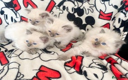 Ragdoll cats for sale: Ragdoll kittens Ready wednesday ❤️ - Image 5