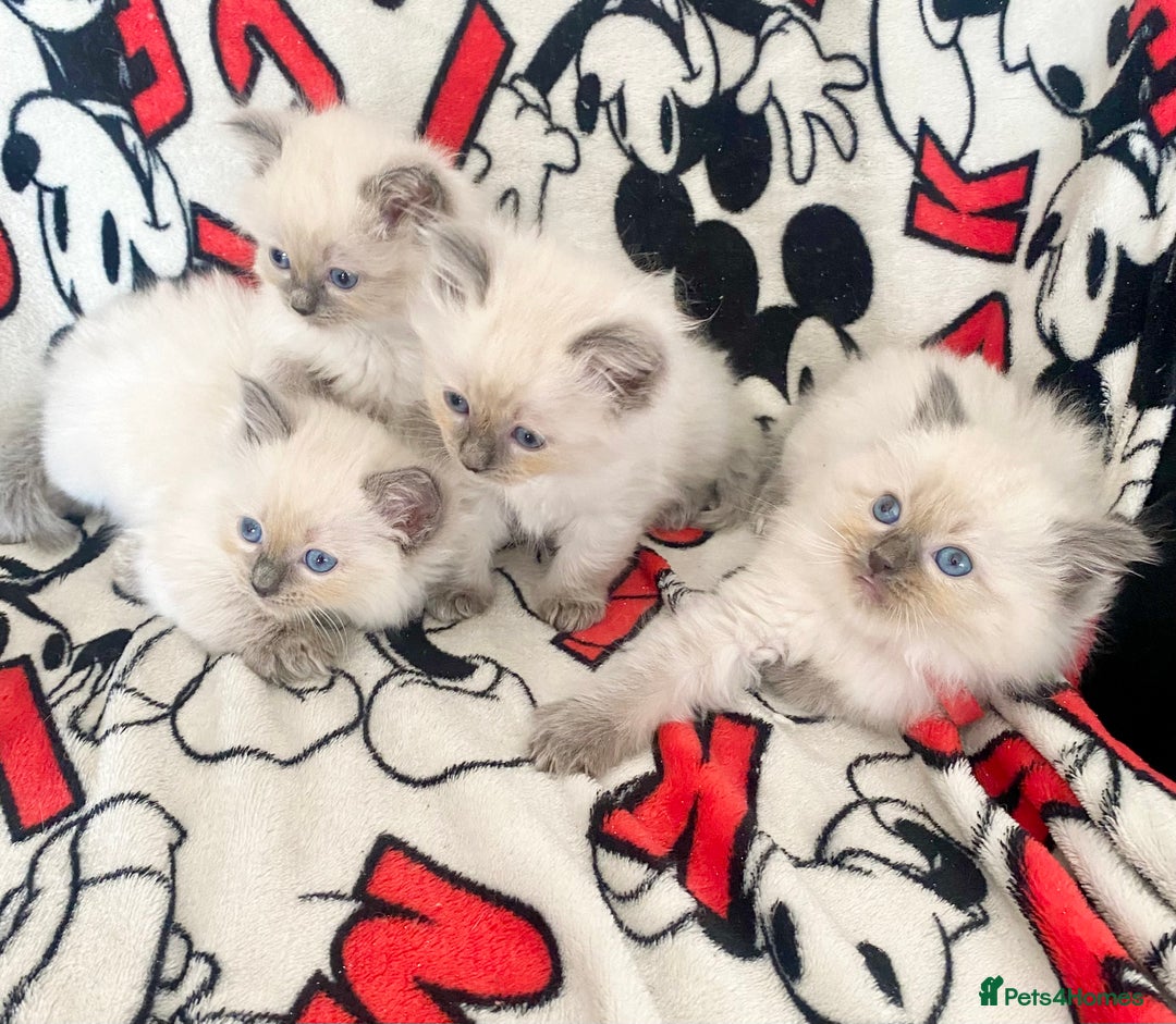 Ragdoll cats for sale: Ragdoll kittens Ready wednesday ❤️ - Image 5