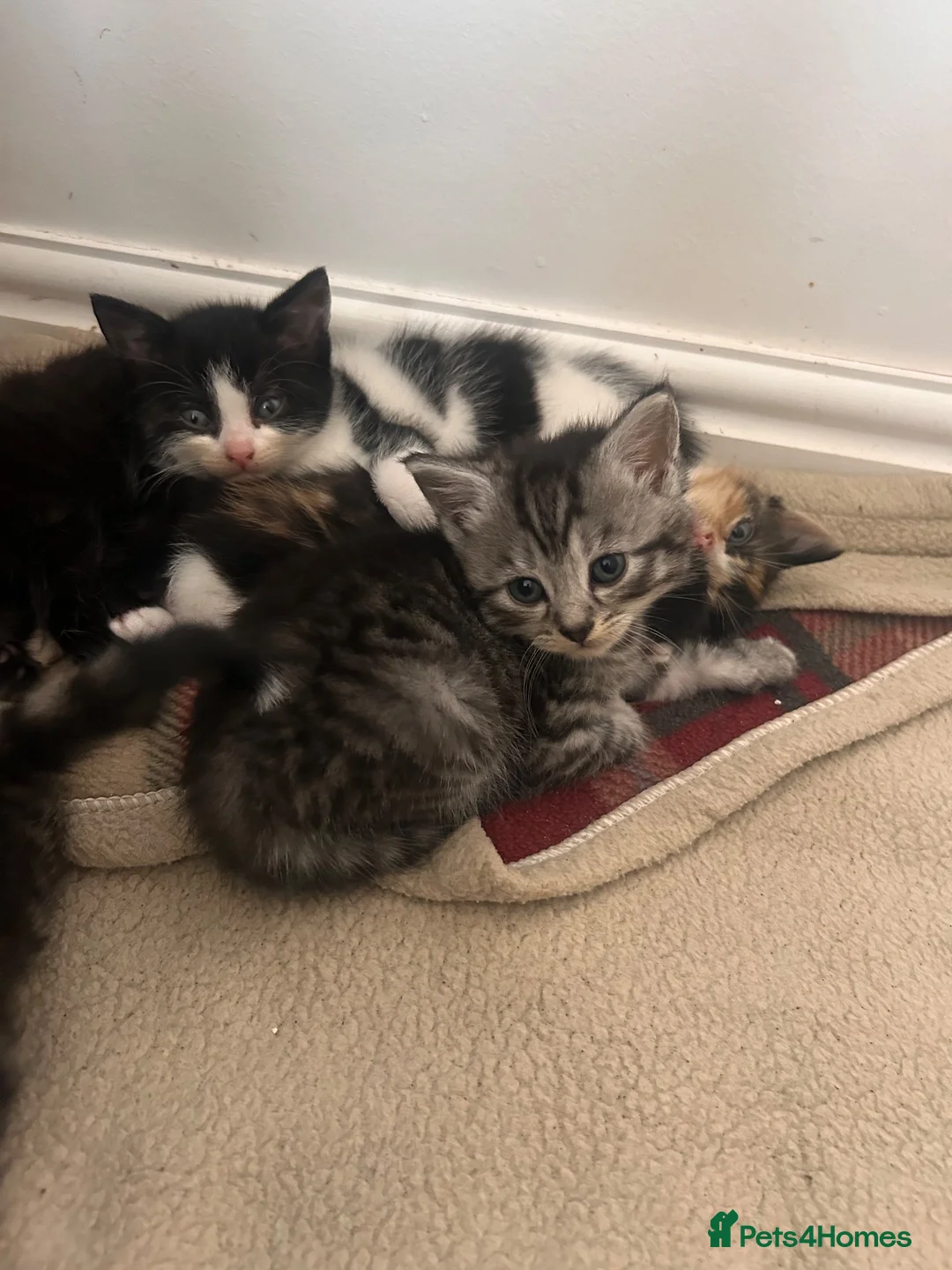 British Shorthair cats for sale: British short hair mix  - Advert 2