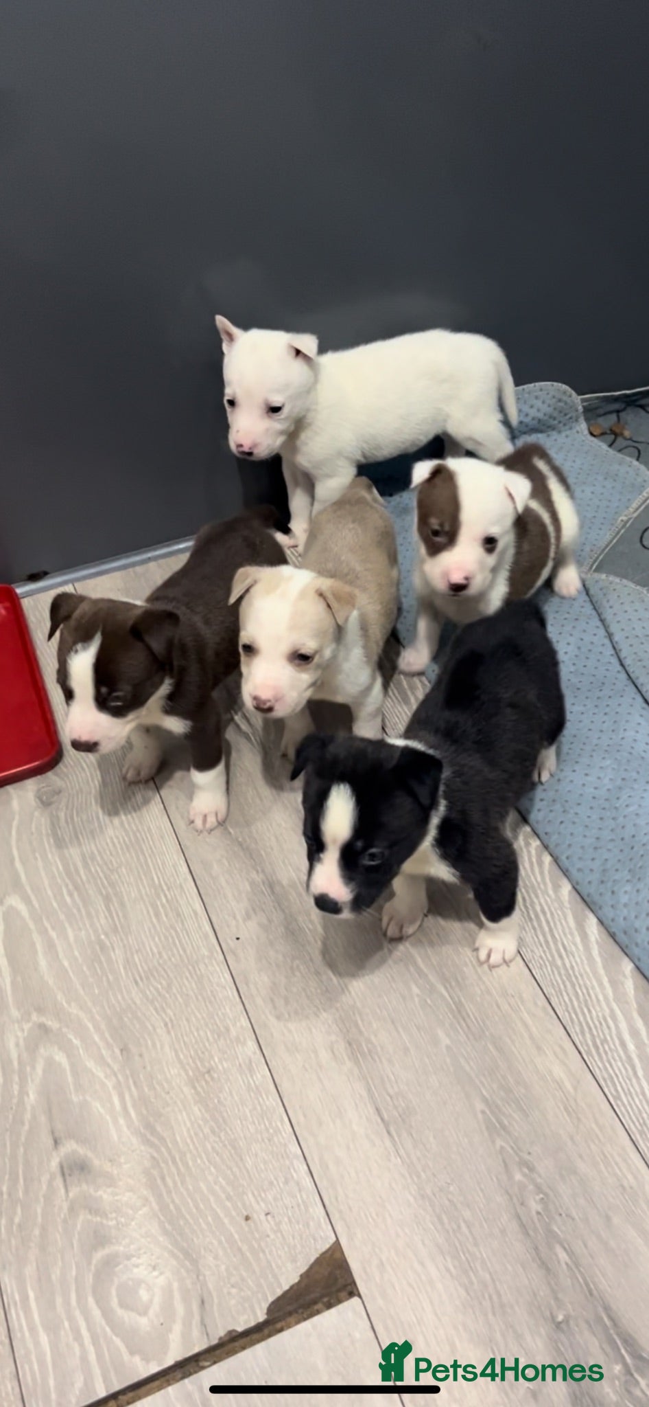 Mixed Breed dogs READY TO LEAVE Husky x American bulldog puppies  - Advert 9