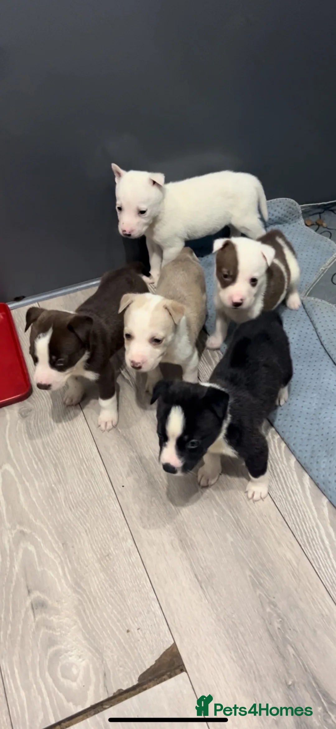 Mixed Breed dogs for sale: READY TO LEAVE Husky x American bulldog puppies  - Advert 1
