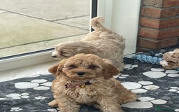 Cavachon dogs for sale: Boys and a girl available  - Image 7