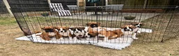 Boxer dogs for sale: Gorgeous litter of boxer puppies 🐶  - Advert 1