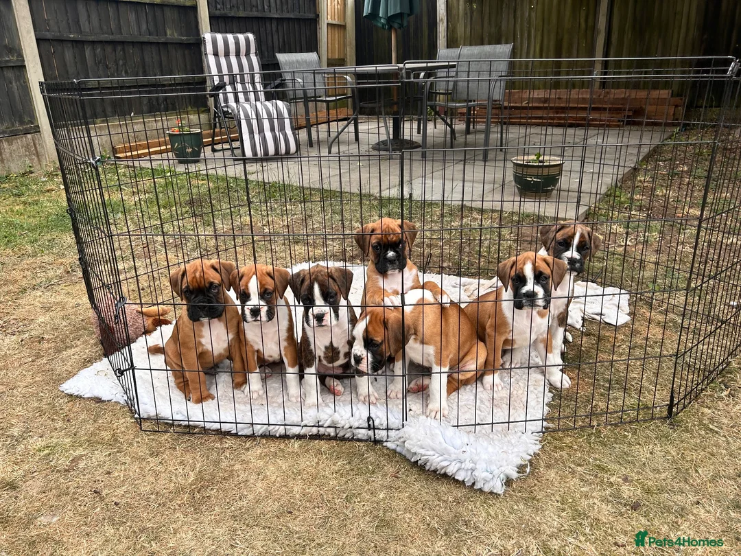Boxer dogs for sale: Gorgeous litter of boxer puppies 🐶  - Advert 1