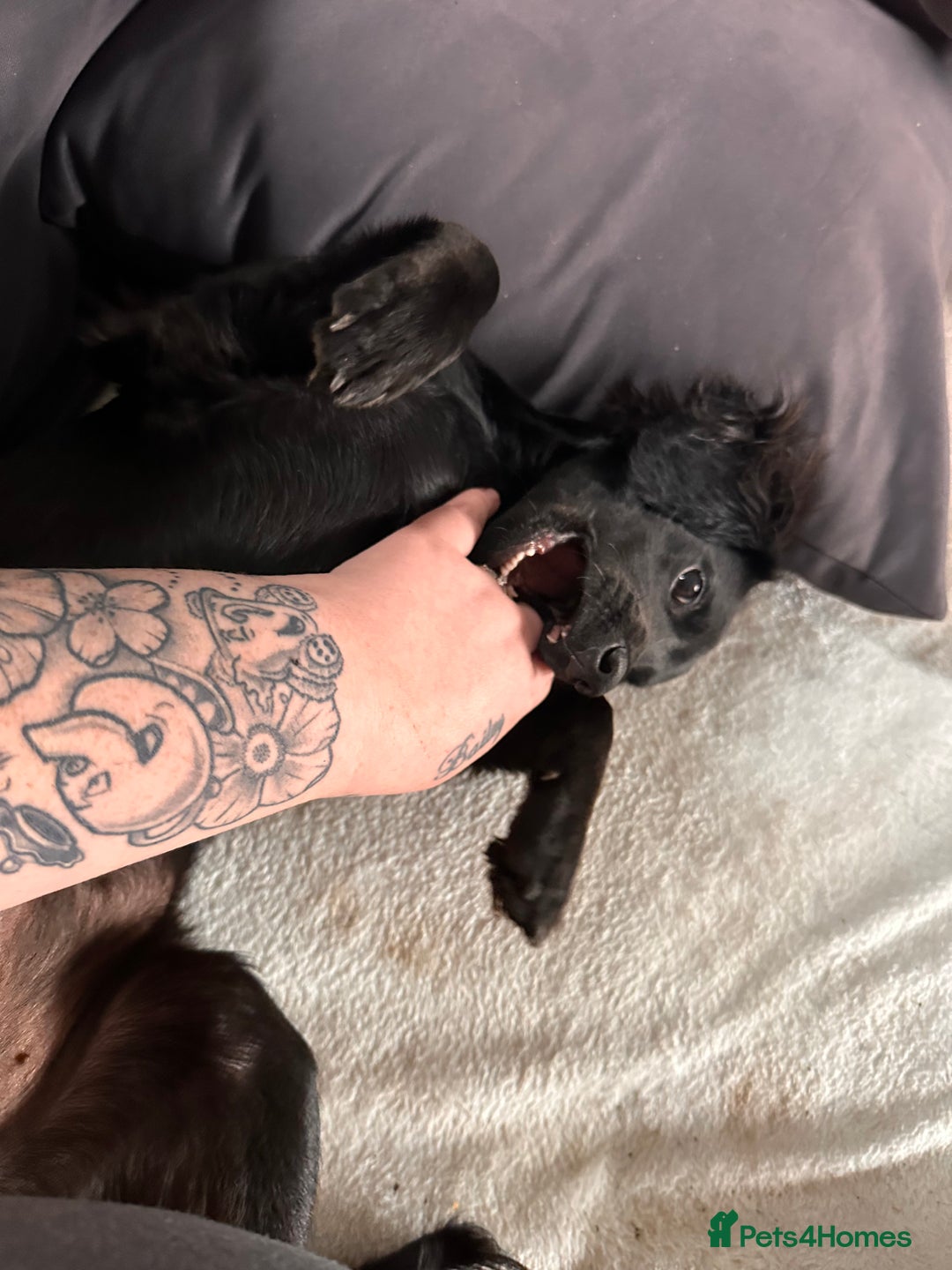 Mixed Breed dogs for sale: Jackapoo - Image 13