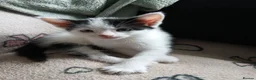 Mixed Breed cats for sale: Beautiful adorable little kitten - Advert 7