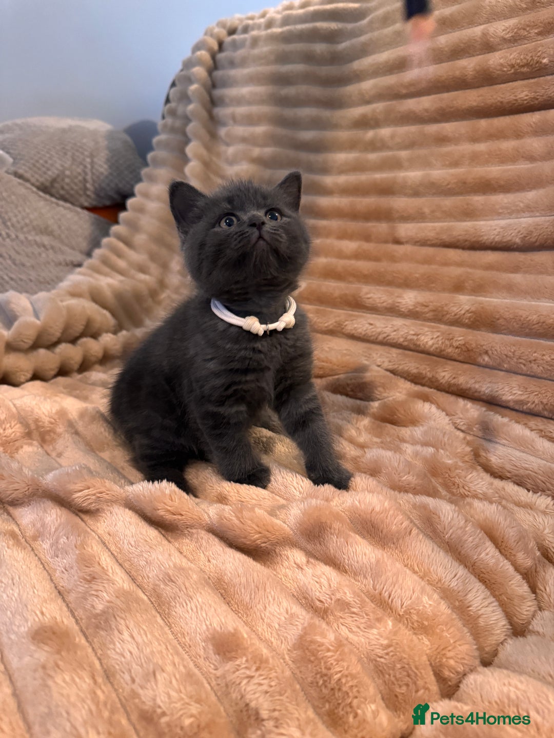 British Shorthair cats for sale: 7 lovely BSH😍 - Advert 17