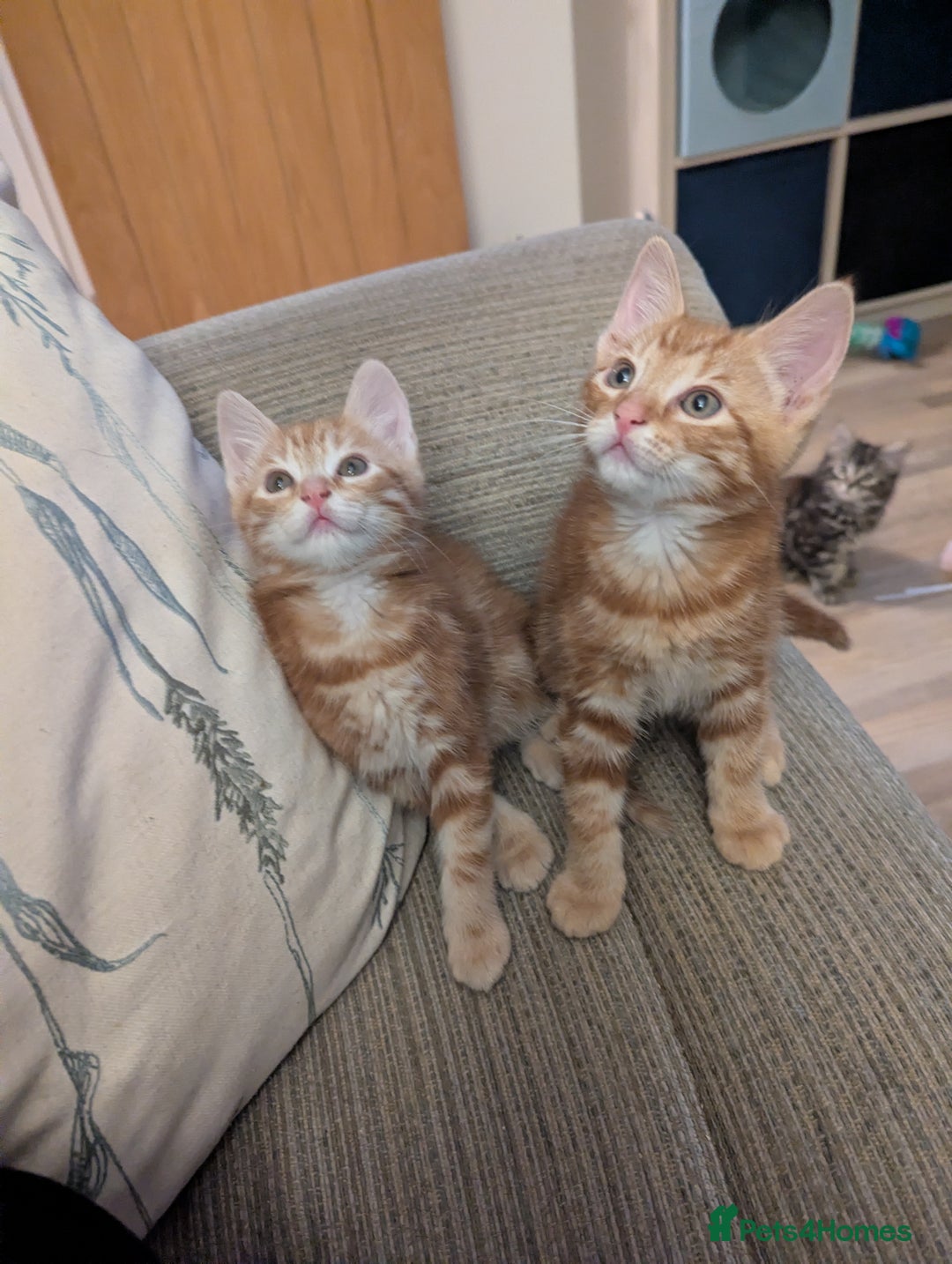 Mixed Breed cats for sale: Gorgeous ginger boys - Advert 4