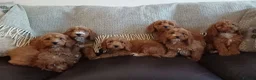 Cockapoo dogs for sale: Cockapoo puppies for sale - Advert 3
