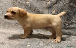 Labrador Retriever dogs for sale: Labrador retriever puppies  - Advert 16