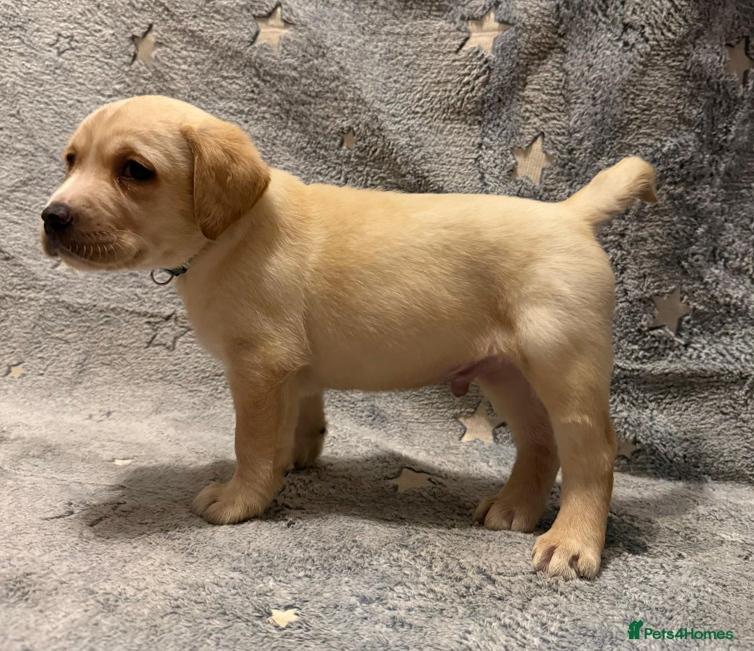 Labrador Retriever dogs for sale: Labrador retriever puppies  - Advert 16