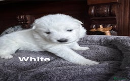 Samoyed dogs for sale: Samoyed Puppies — Ready to Reserve Now! - Image 25
